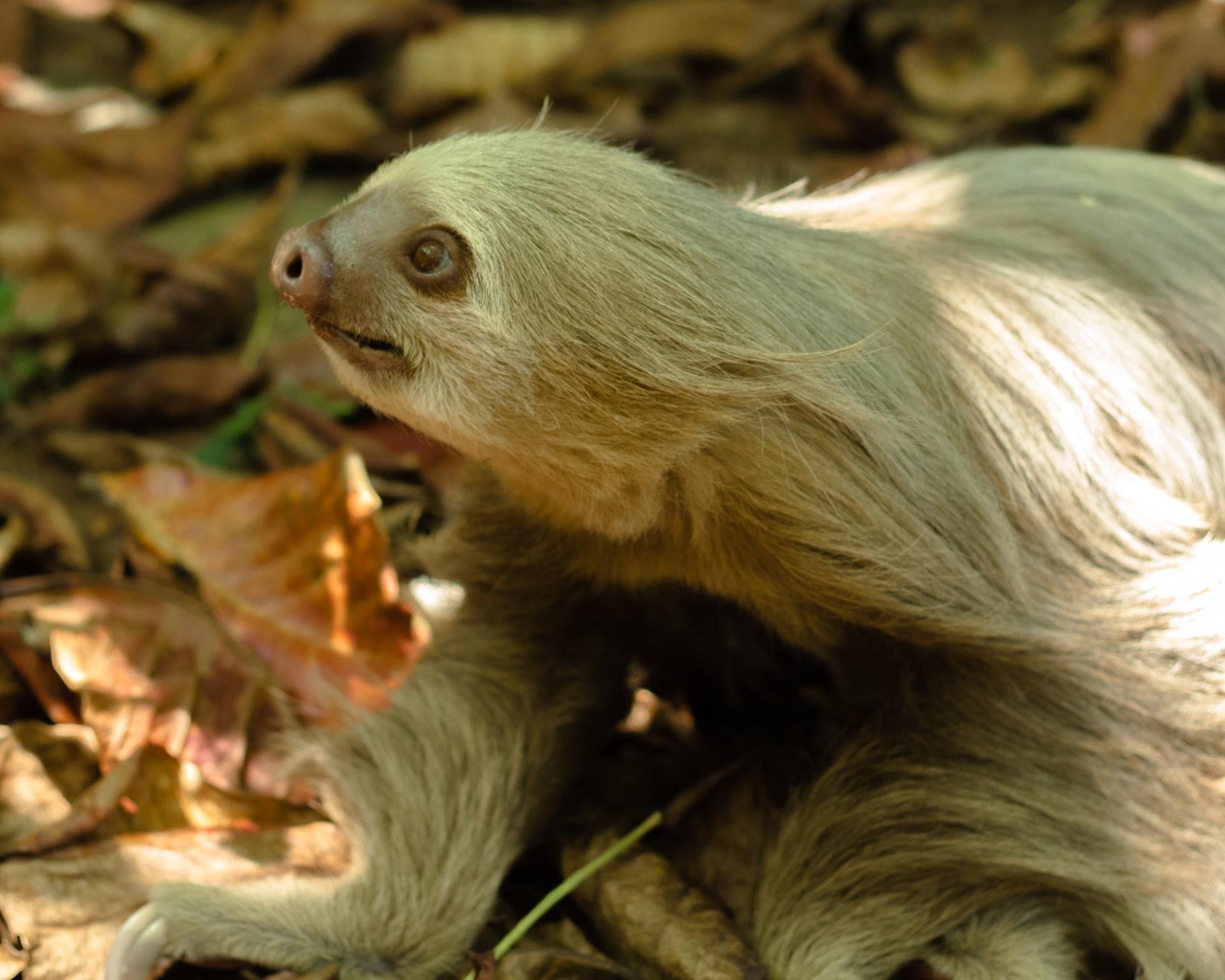 brown monkey on green leaves