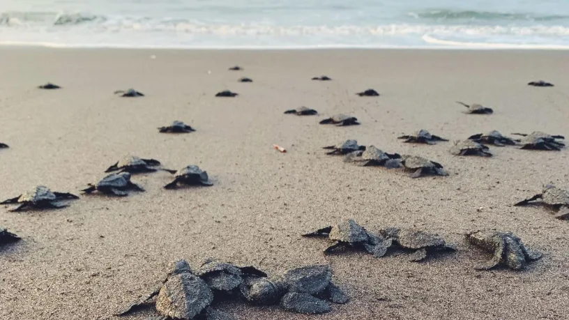 Tortugas recién nacidas en la playa de Jaqué